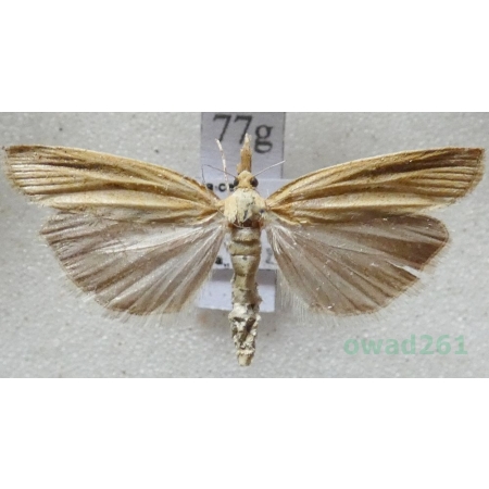 Agriphila tristella (Denis & Schiffermüller, 1775) Wachlarzyk zmienny Czech77g